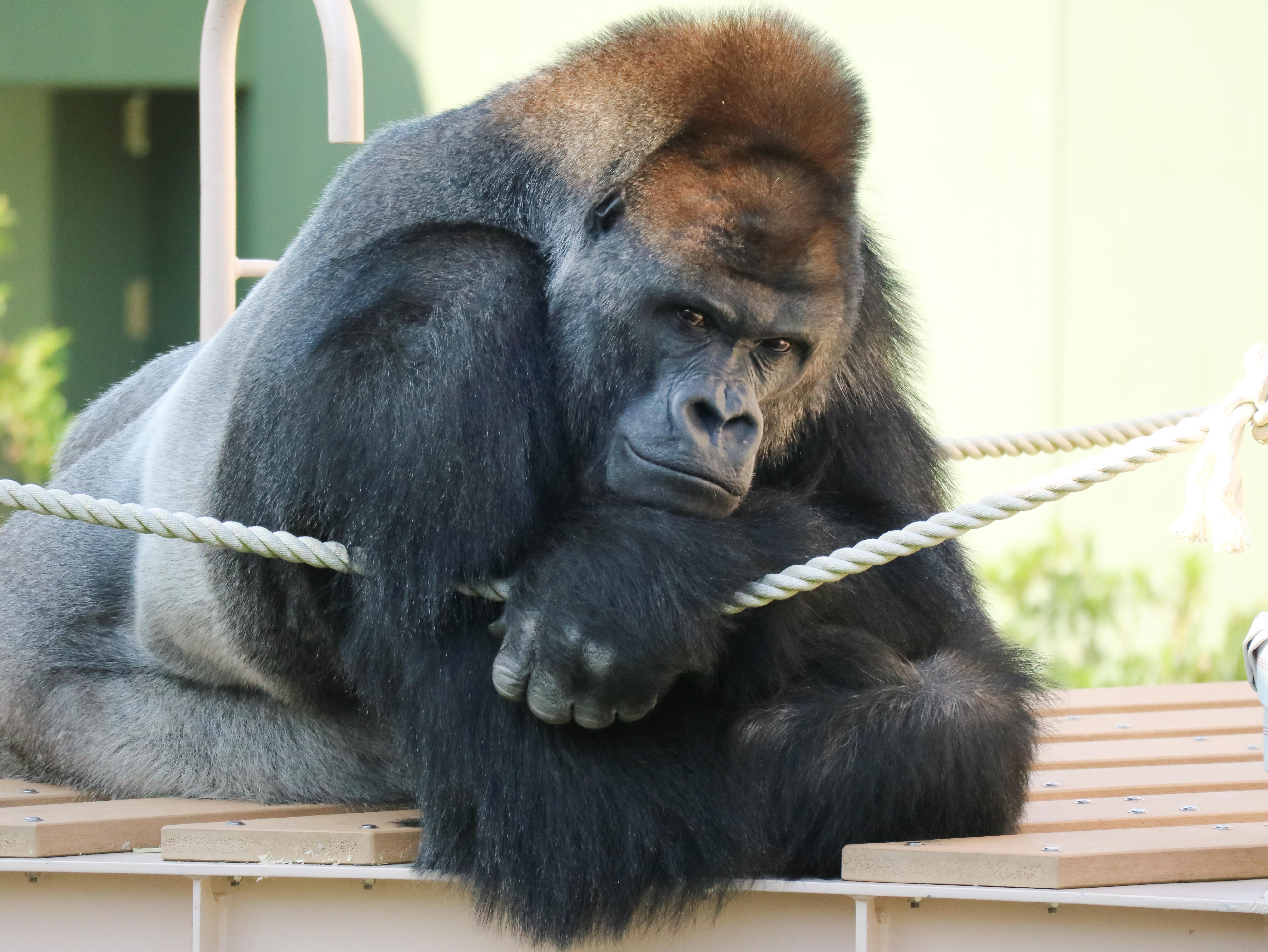 ■東山動植物園
